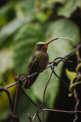 colibrí © Diego