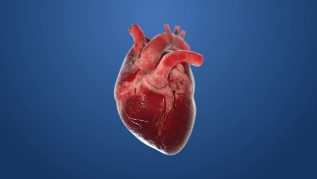 3D human heart 360 rotate