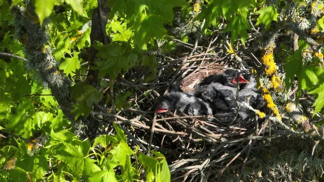Young crows on the nest are waiting for food in Saaremaa. Estonia.
