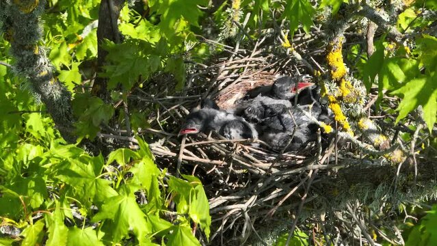 Young crows on the nest are waiting for food in Saaremaa, Estonia.