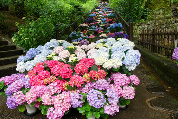 長谷寺の紫陽花