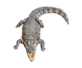 Siamese crocodile open mouth