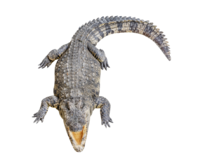 Siamese crocodile open mouth