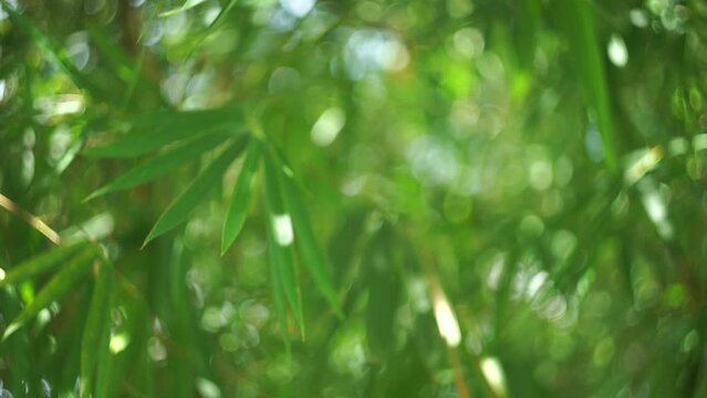 4K video abstract isolated blurred festive  lights foliage plant leaves shadow swaying in the wind with  and sunlight with bokeh and beautiful nature green bokeh sunshine abstract blurred background.