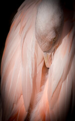 pink flamingo close up