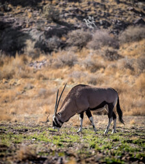Naklejka na ściany i meble oryx antelope in the wild