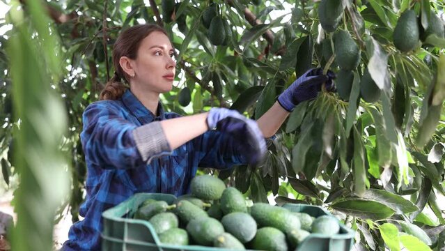 Skilled female gardener gathering crop of ripe avocado fruits in orchard. Harvest time