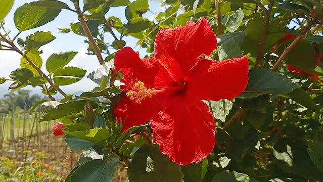 Hibiscus rosa-sinensis, known colloquially as Chinese hibiscus, China rose, Hawaiian hibiscus, rose mallow and shoeblack plant. In Indonesian called bunga  sepatu.
