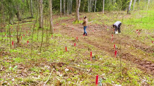 Couple of green activists plant new spruce trees in a forest, afforestation process