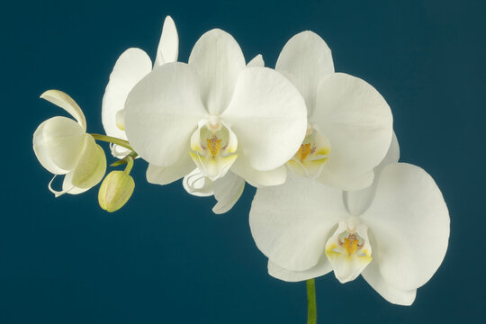Orchid flowers on teal beackground