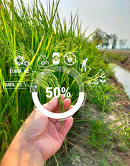 Farmers scan the grain to check its growth and search for pests fertilizing the green paddy fields....