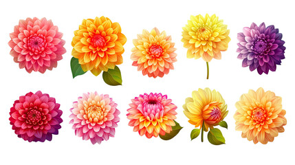 exquisite dahlia flowers in a variety of bold colors isolated on a transparent background for design layouts