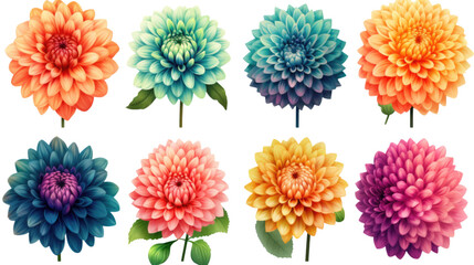 exquisite dahlia flowers in a variety of bold colors isolated on a transparent background for design layouts