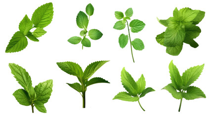 sprigs of mint in various sizes and positions isolated on a transparent background for design layouts