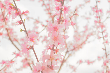 sakura