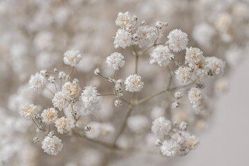 Gypsophila dry little white flowers light beige neutral colors macro