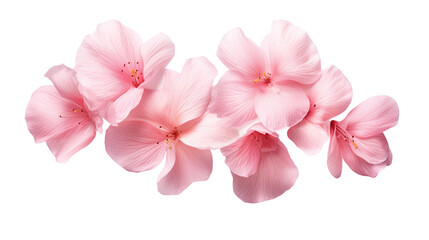 elegant cherry blossom petals isolated on a transparent background for design layouts