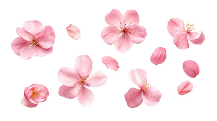 Fototapeta na wymiar elegant magnolia blooms with velvety petals isolated on a transparent background for design layouts