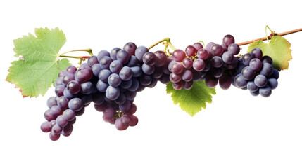Fototapeta premium lush vineyard with ripe grapes isolated on a transparent background for design layouts