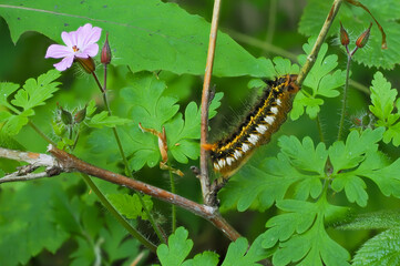 Close-Up of a Caterpillar of the Drinker Moth Climbing up a Stem in it's Natural Habitat with a Beautiful Pink Flower and Green Leaves. View from Above. (Euthrix Potatoria)
