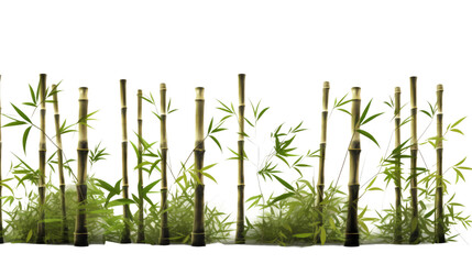 towering bamboo stalks in a peaceful zen garden isolated on a transparent background for design layouts
