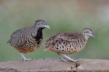 Barred Buttonquails, lovely streak brown birds perching together on dirt pole during breeding season