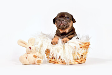 Tan French Bulldog dog puppy with toy plush bunny in basket