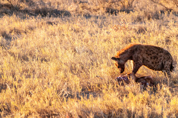 Close-up of a spotted Hyena - Crocuta crocuta- with a prey, seen during the golden hour of sunset in Etosha national Park, Namibia.