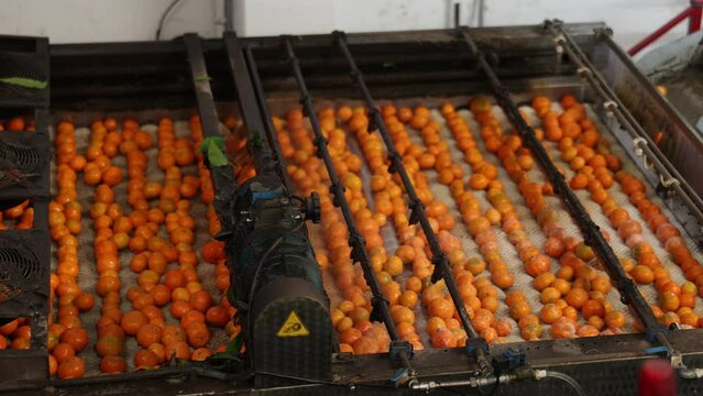 Process of cleaning citrus fruits in sorting factory. Freshly harvested ripe tangerines going through washer machine with soft roller brushes thoroughly washing skin with foam detergent. High quality