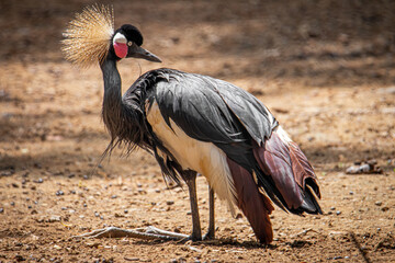 Portrait of a crowned bird