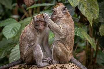 Crab Eating Macaque searching for fleas
