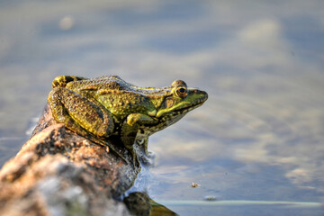 grenouille