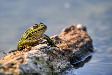 grenouille