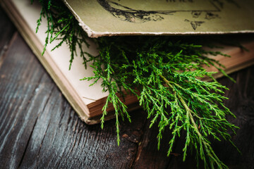 Book with juniper branch as bookmark. Summer relax. Selective focus. Shallow depth of field.