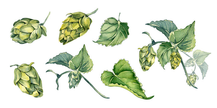 Set of hop cones and leaves watercolor illustration isolated on white background. Humulus plant, brunch of hop, vine hand drawn. Elements for beer label, festival, St Patricks day, Octoberfest