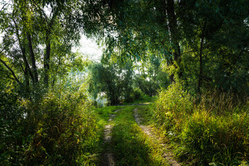 Fototapeta na wymiar Road to the lake through wild forest in sunny morning. Morning in the forest.