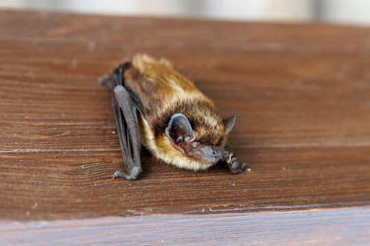 The parti-coloured bat or rearmouse Vespertilio murinus is a species of vesper bat