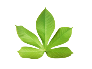 Cassava leaves cropping transparent background