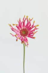 Beautiful pink gerber flower on white background. Aesthetic minimal floral composition