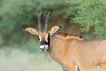 A rare roan antelope (Hippotragus equinus) in natural habitat, Mokala National Park, South Africa. - obrazy, fototapety, plakaty