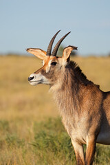 Portrait of a rare roan antelope (Hippotragus equinus), Mokala National Park, South Africa.