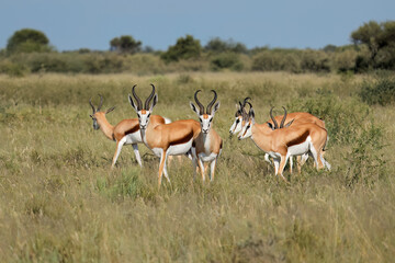 Springbok antelopes (Antidorcas marsupialis) in natural habitat, South Africa.