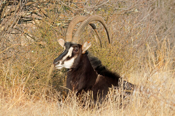 A male sable antelope (Hippotragus niger) resting in natural habitat, South Africa.