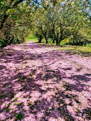 散り終えた八重桜の並木