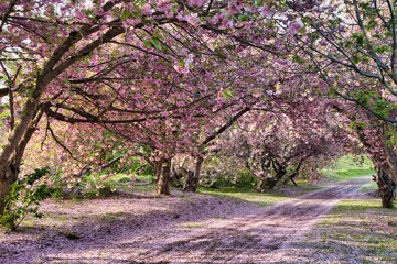 散り始めた八重桜の並木