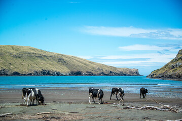 cows on beach