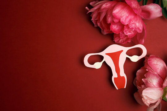Symbolic model of the uterus with peonies flowers on a red background.