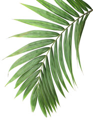 tropical green palm leaf on transparent background png file - 609824005