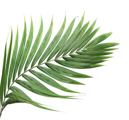 tropical green palm leaf on transparent background png file - obrazy, fototapety, plakaty