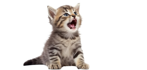 Yawning cute kitten cat isolated on transparent background. kitten with open mouth. PNG.   
 - obrazy, fototapety, plakaty
